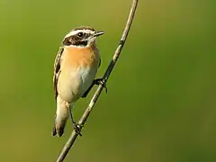 Tarier des prés.