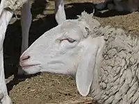 Queue fine de l'Ouest à Tozeur.