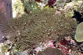 Briareum sp., un Briareidae