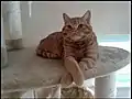 British roux présentant des marques tabby.
