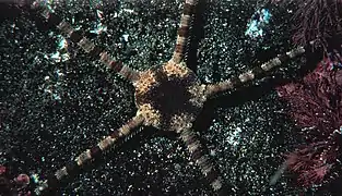 Ophioderma panamense