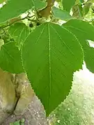 Feuille.