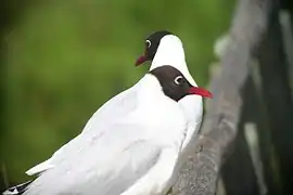 Mouette de Patagonie (Chroicocephalus maculipennis).