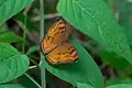 Nymphalidae Junonia