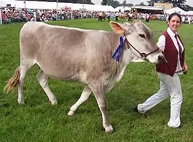 Brown swiss