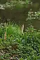 Prêles, marais du Roodkloosterbeek