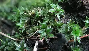 Bryum billardieri.