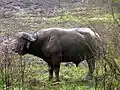 Buffle du Cap, réserve d'Hluhluwe-Umfolozi, dans le KwaZulu-Natal (Afrique du Sud).