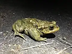 Crapaud épineux.