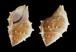 Bufonaria perelegans