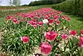 Champ de tulipes (mai 2005)