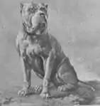 Image illustrative de l’article Bullenbeißer