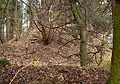 Vestiges du château Zur Alten