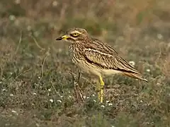 Œdicnème criard.