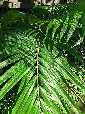 Burretiokentia vieillardii.