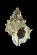 Tritonoranella latitudo