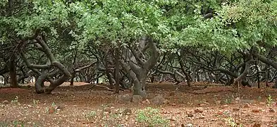 Peuplement de Bursera penicillata.