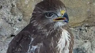 Buse variable