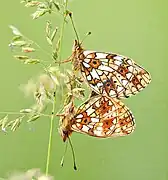 accouplement