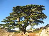 Cèdre du liban (Barouk, 2005).