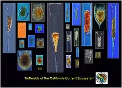 Tintinnides de Californie.