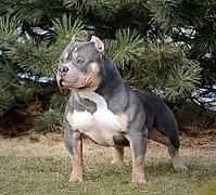 American Bully pocket