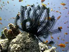 Comatule de Dahab.