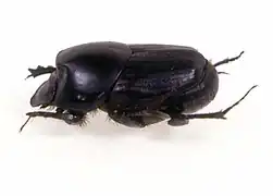 Onthophagus binodis.