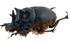 Onthophagus pentacanthus.