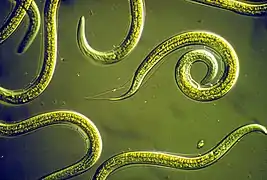 Des Nematoda.