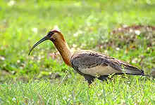 ibis mandore ou curicaca.
