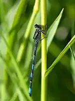 agrion de Mercure