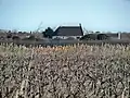 Vignoble et cabane de gardian