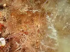 Caché dans un trou, seul les tentacules sont visibles