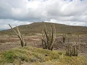 Cactus-cierges Pilosocereus royenii
