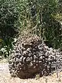 Dioscorea elephantipes.