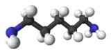 Image illustrative de l’article Cadavérine