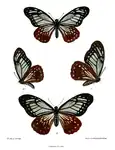 Papilio agestor, revers et avers (illustration)