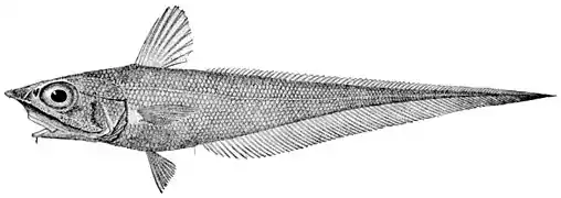 Coelorinchus carminatus