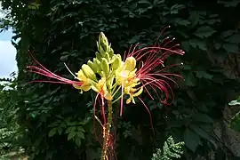 Fleur et fruits.
