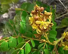 Guilandina bonduc