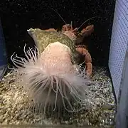 Calliactis japonica.