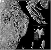 Holotype du caséidé faunivore Callibrachion gaudryi préservé sur le dos (A). Détail de la main droite (B). Ilion droit recouvert dorsalement par l’extrémité proximale du fémur (C). Coprolithes de requins placés sur la dalle de l’holotype durant le 19e siècle (D).