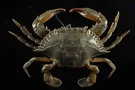 Callinectes bocourti