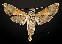 Revers du mâle MHNT
