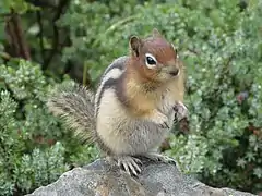 Écureuil terrestre doré.