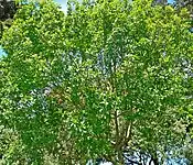 Calodendrum capense, plante-hôte de Papilio nireus