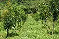 Plantation.