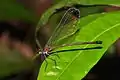 Libellule grande demoiselle non identifiée