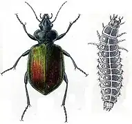 Calosoma sycophanta.